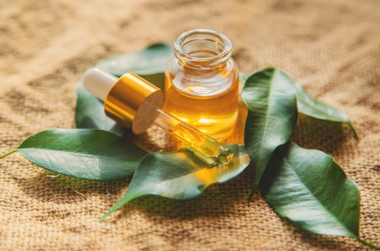 Les bienfaits de l'huile Essentielle de RAVINTSARA