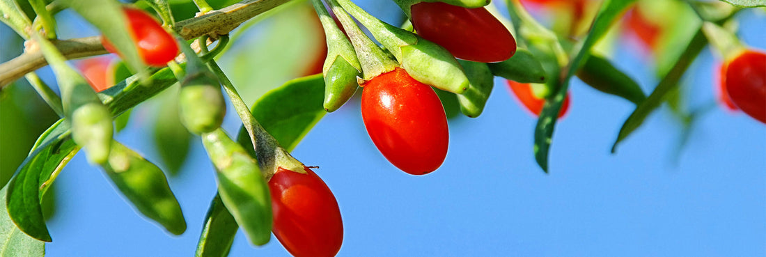 Un effet énergisant naturel grâce aux super-aliments