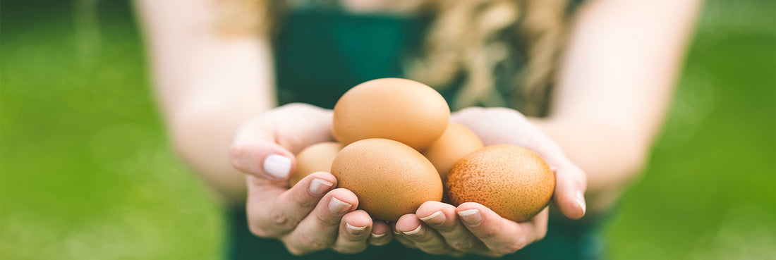 Pourquoi les œufs sont-ils bons pour la santé ?