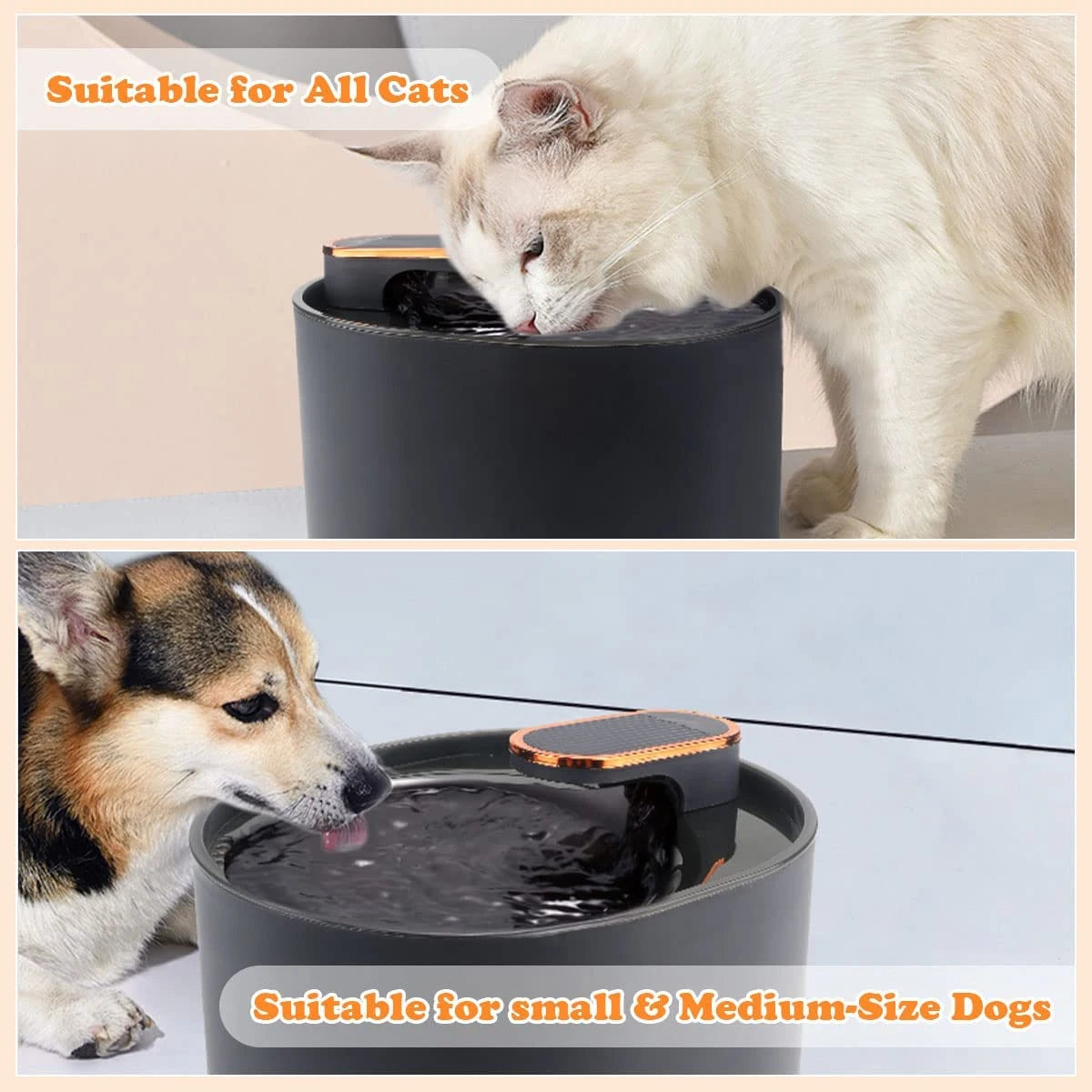 Fontaine_a_eau_pour_chat_noire et chat blanc et petit chien