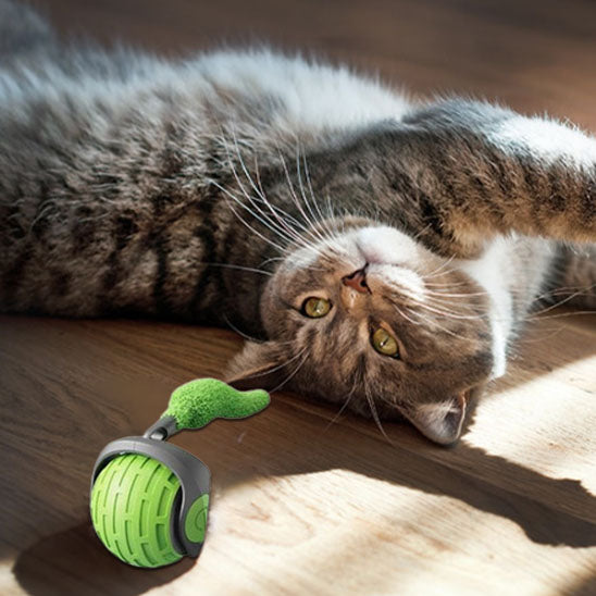 jeu_pour_chat_gris