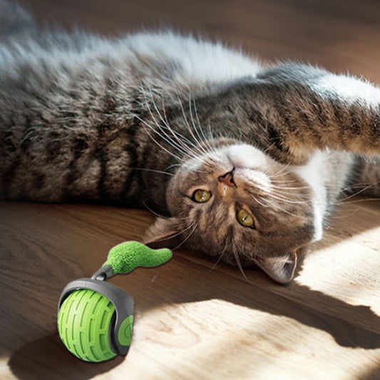 jeu_pour_chat_gris