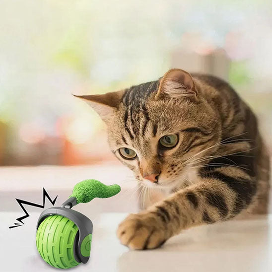 jeu_pour_chat_tigré