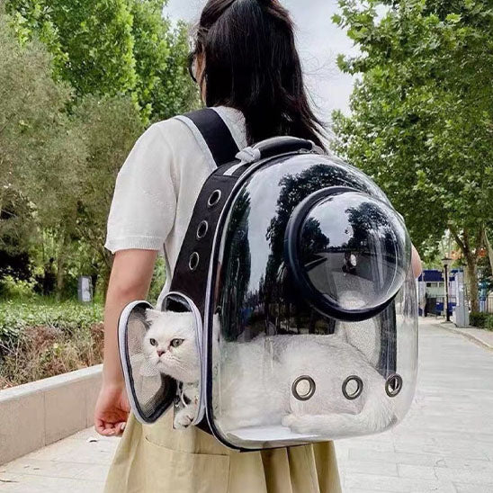 sac_transport_chat_blanc observateur